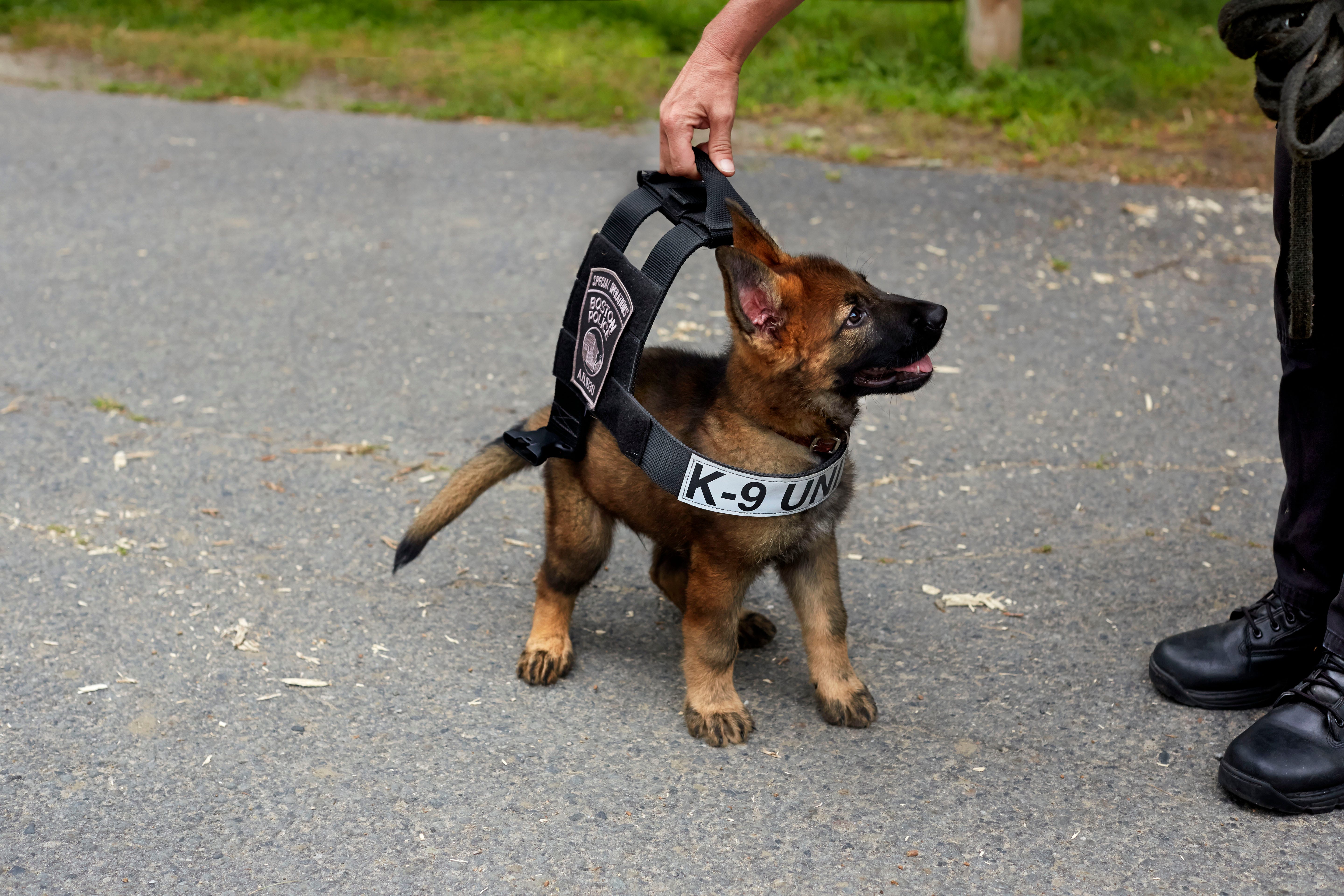 Viral photo of puppy in oversized K-9 